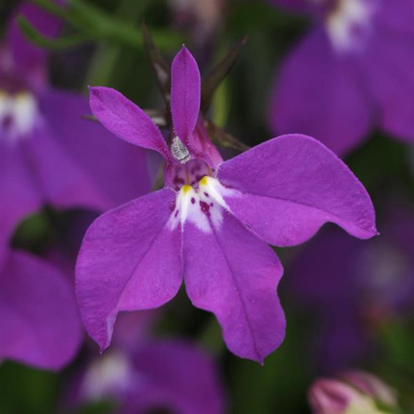 Lobelia Waterfall™ Purple