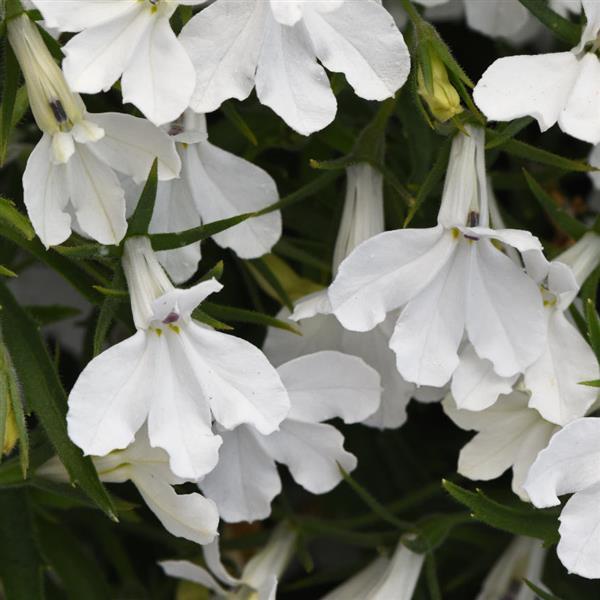 Lobelia Heatopia™ White
