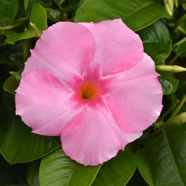 Mandevilla Tropica™ Grandiosa Rose Pink