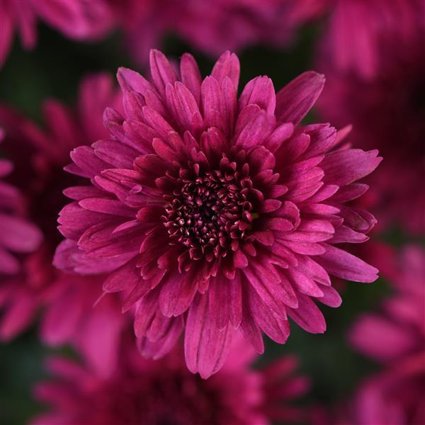 Garden Mum Axios Purple