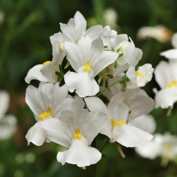Nemesia Aromatica™ White