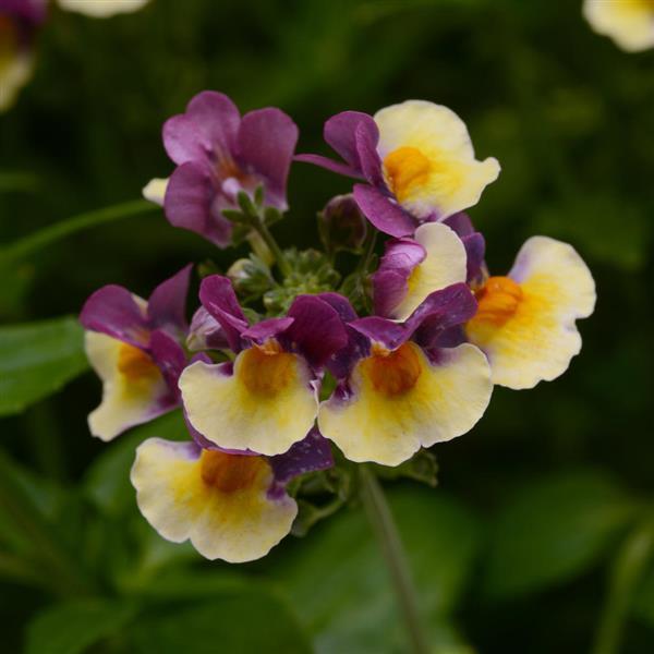 Nemesia SunGlow™ Yellow Bicolor