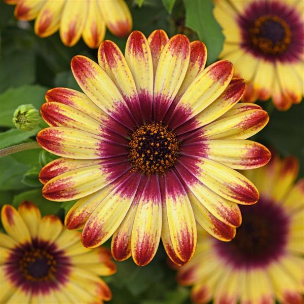 Osteospermum Sunset Glow
