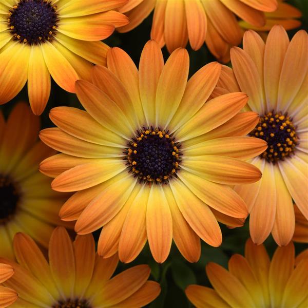 Osteospermum Sunshine Beauty