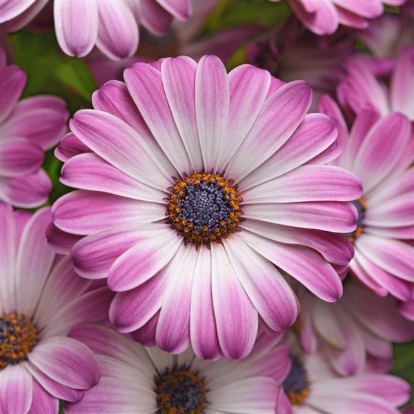 Osteospermum Serenity™ Pink Party