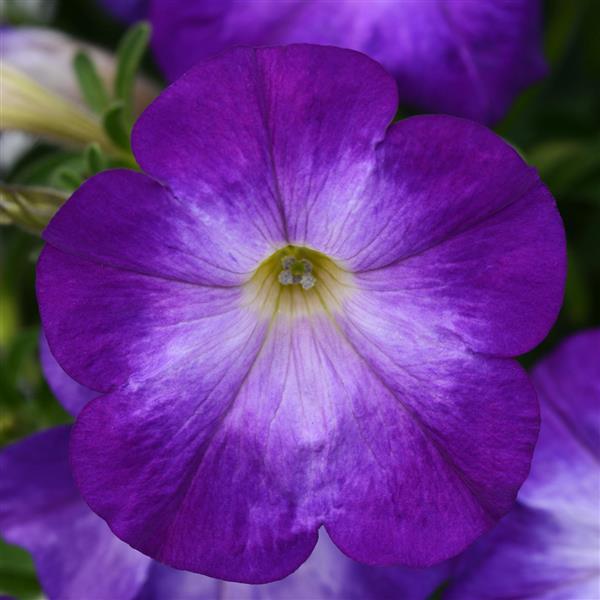 Petunia Bluerific