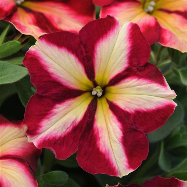 Petunia SlingShot™ Cha-Ching Cherry