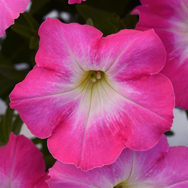 Petunia Pinkceptional