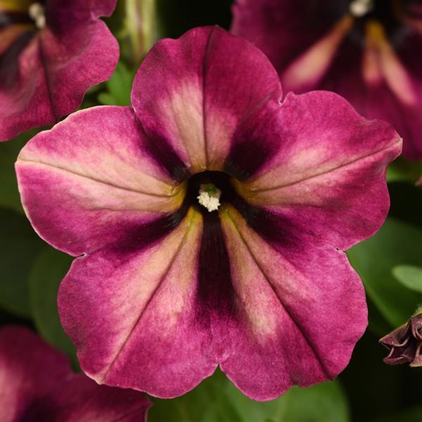 Petunia Jelly Roll