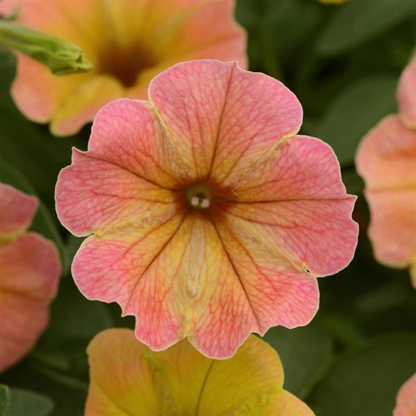 Petunia Cascadias™ Indian Summer