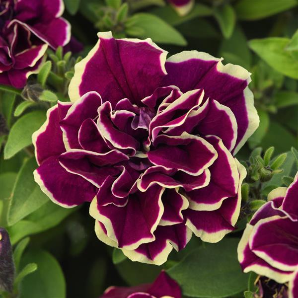 Petunia Radiant Ruby