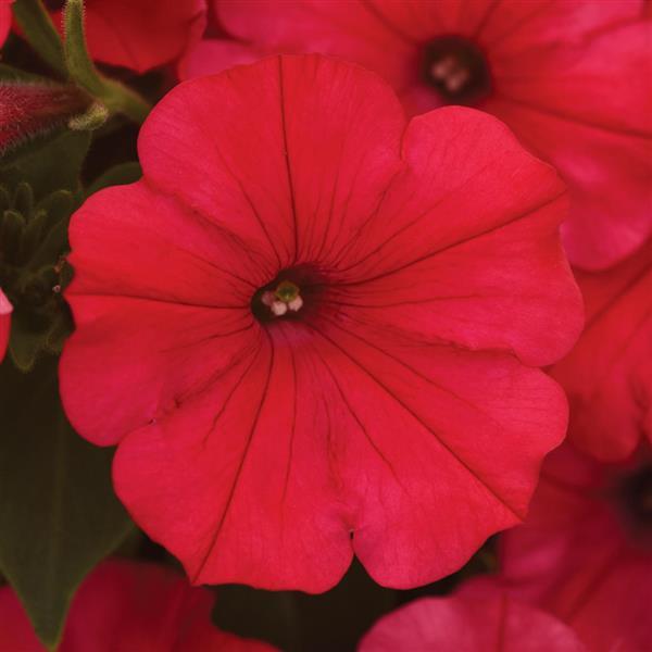 Petunia ColorRush™ Watermelon Red