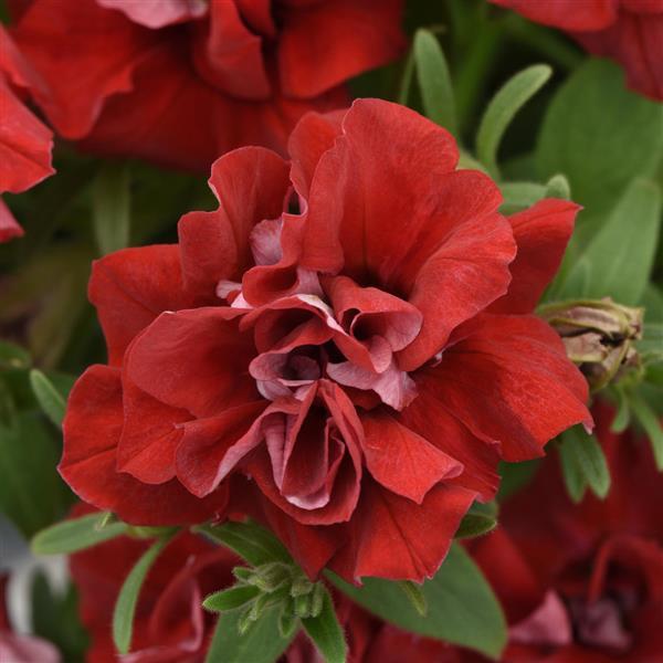Double Petunia Vogue™ Red