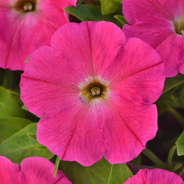 Petunia CannonBall™ Pink 26
