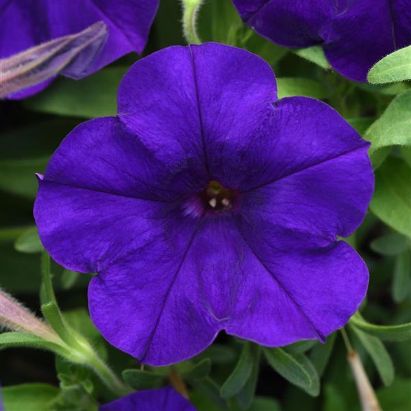 Petunia CannonBall™ Blue 27