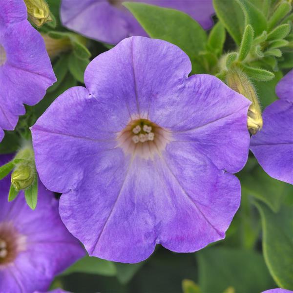 Petunia SureShot™ Light Blue