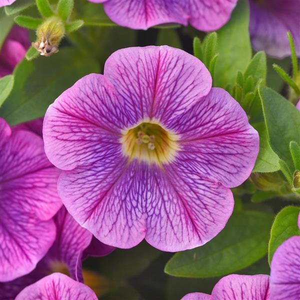 Petunia Purple Fantasy