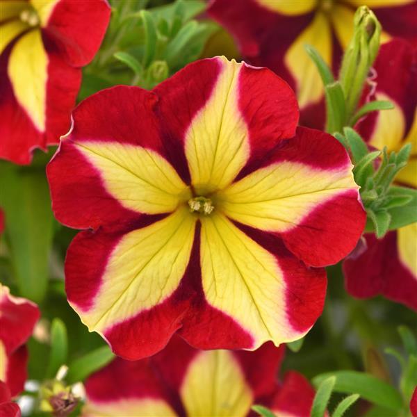 Petunia Cherry Tartwheel