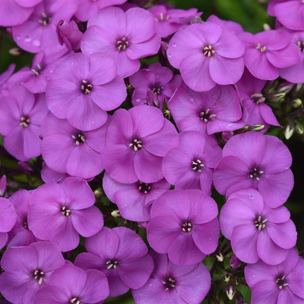 Phlox paniculata Ka-Pow® Lavender