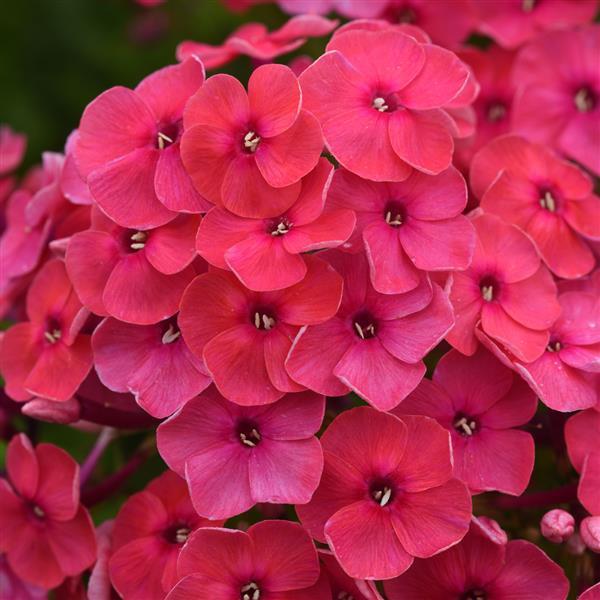 Phlox paniculata Ka-Pow® Pink