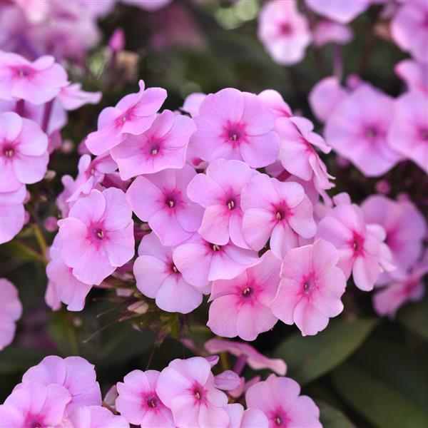 Phlox paniculata Ka-Pow® Soft Pink