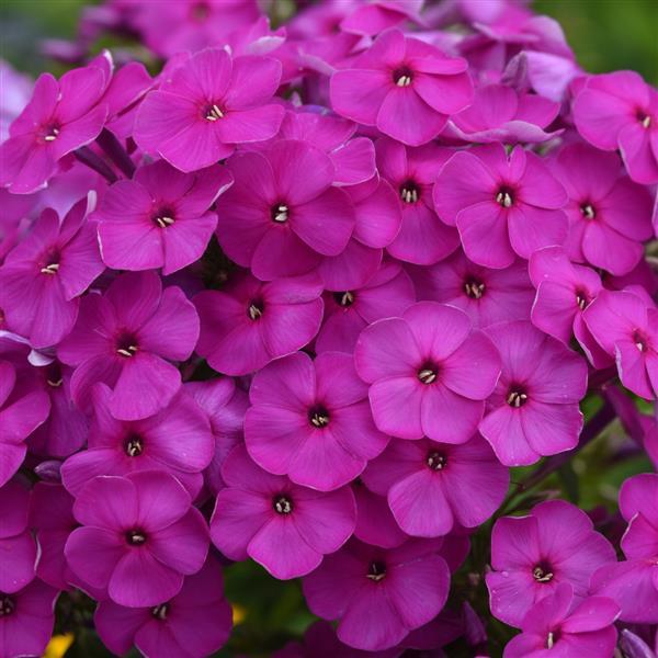 Phlox paniculata Ka-Pow® Purple