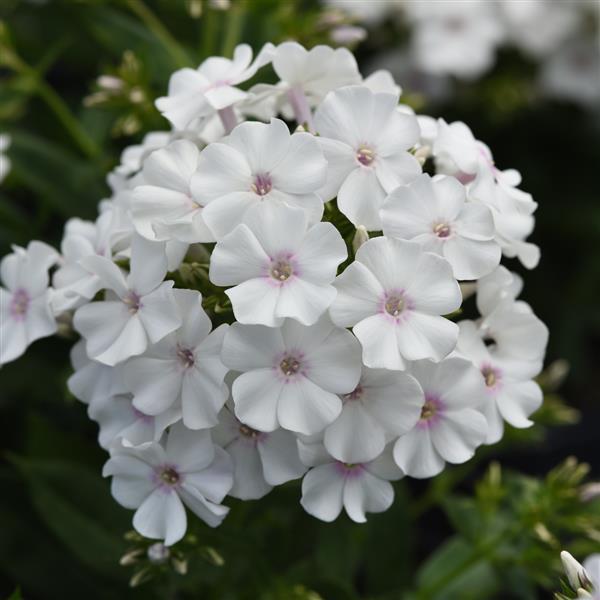 Phlox paniculata Ka-Pow® White