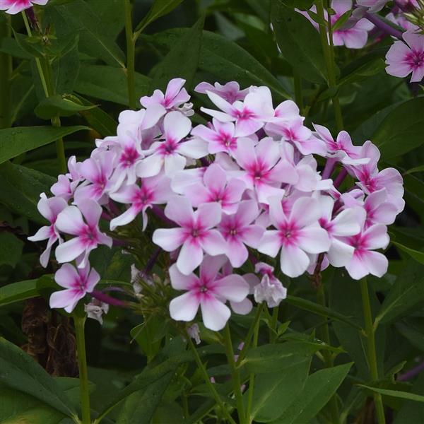 Phlox paniculata Ka-Pow® White Bicolor