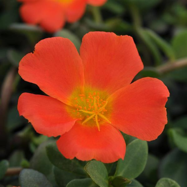Purslane RíoGrande™ Orange
