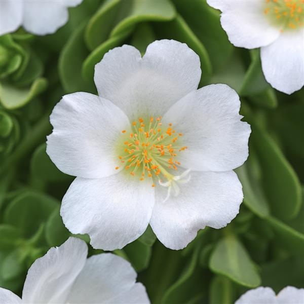 Purslane RíoGrande™ White 26