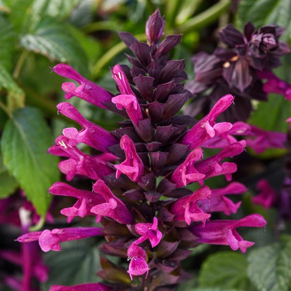 Salvia Plum Crazy