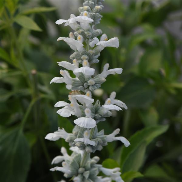 Salvia White Flame