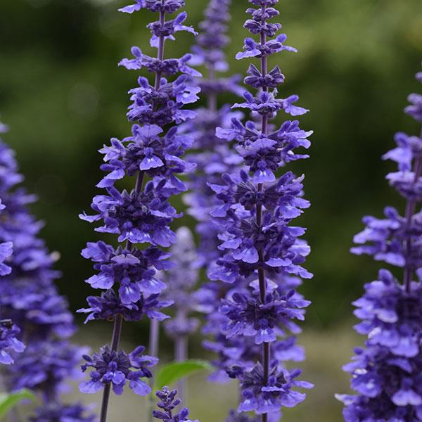 Salvia Mystic Spires
