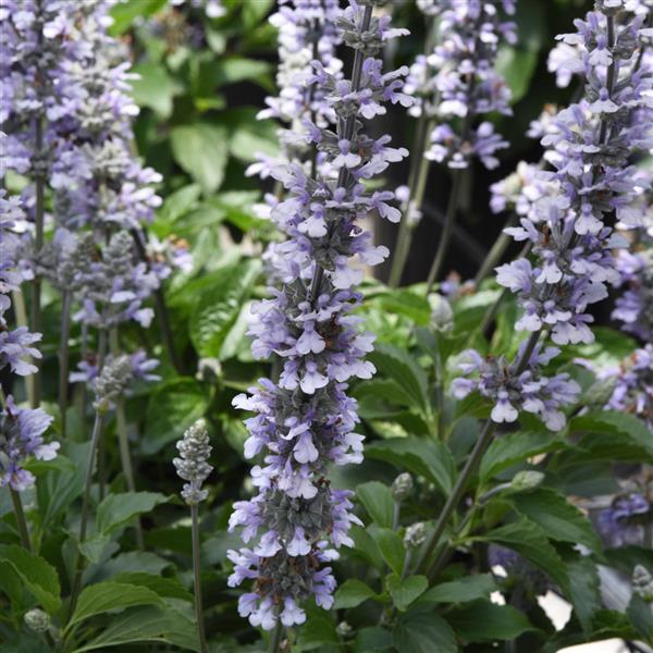 Salvia Blue Chill