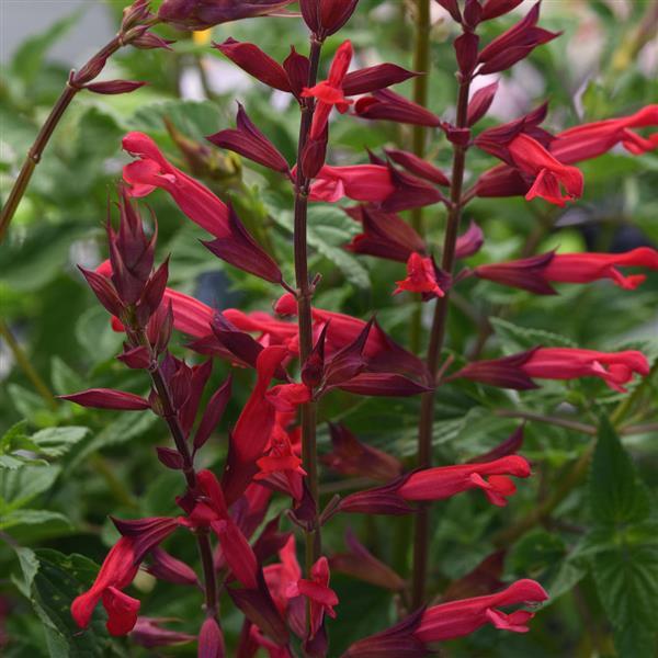 Salvia Roman Red