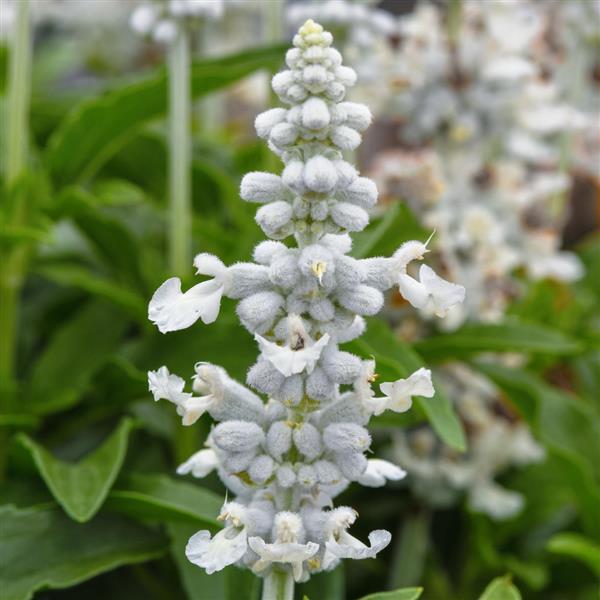 Salvia Mystical White