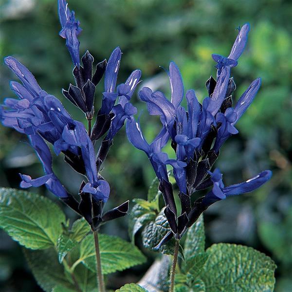 Salvia Black & Blue