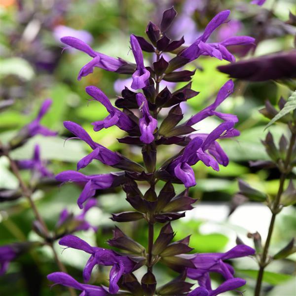 Salvia Purple & Bloom
