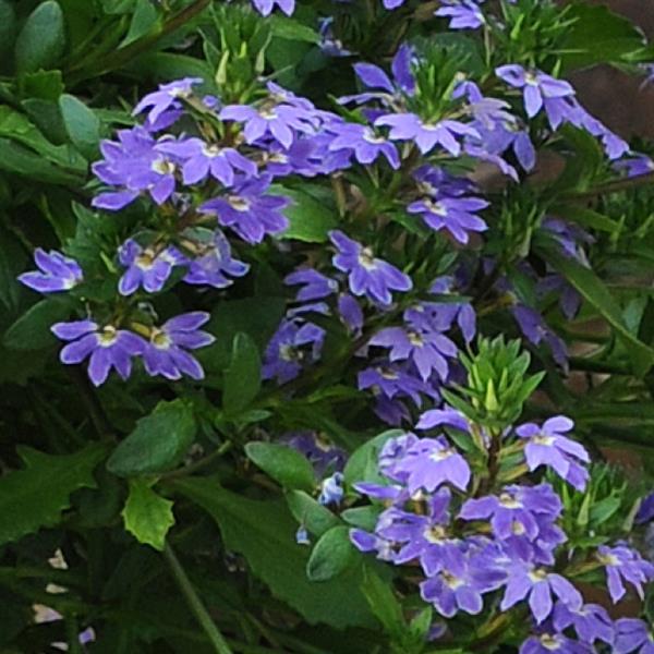 Scaevola Blue Fan