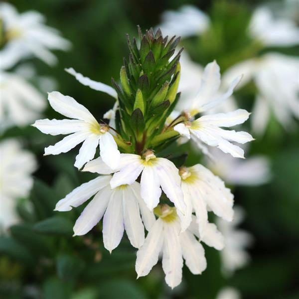 Scaevola White Sparkle
