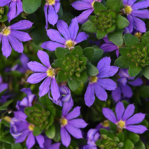 Scaevola Blue Brilliance