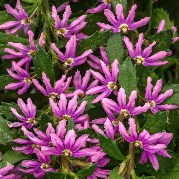Scaevola Pink Brilliance