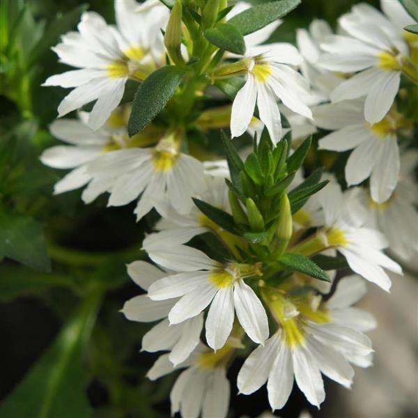 Scaevola Bondi™ White