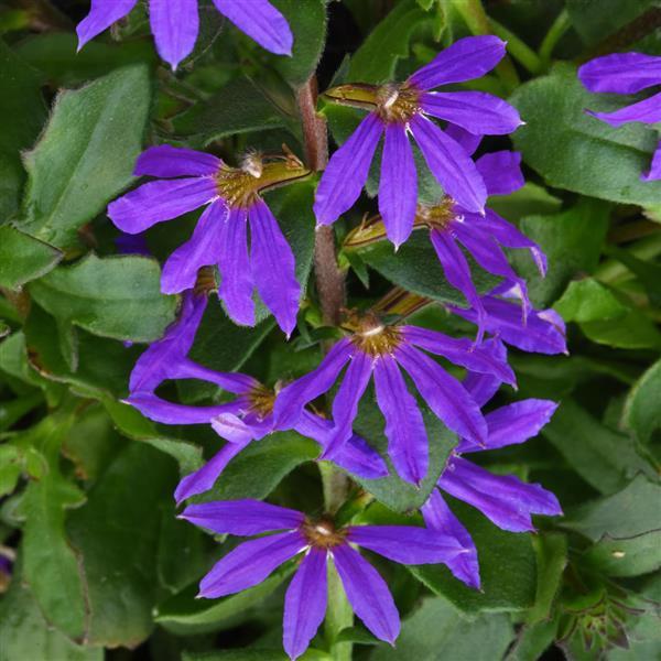 Scaevola Blazen™ Blue
