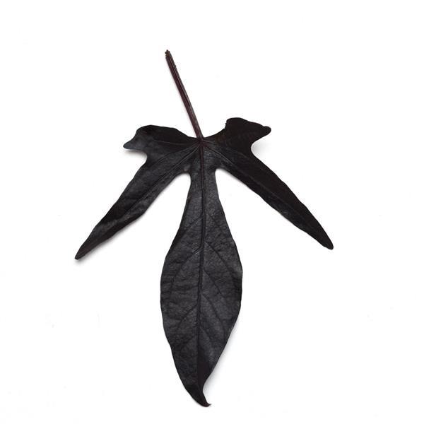 Ipomoea Spotlight™ Black