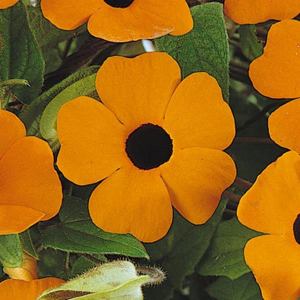 Thunbergia Sunny™ Orange Wonder