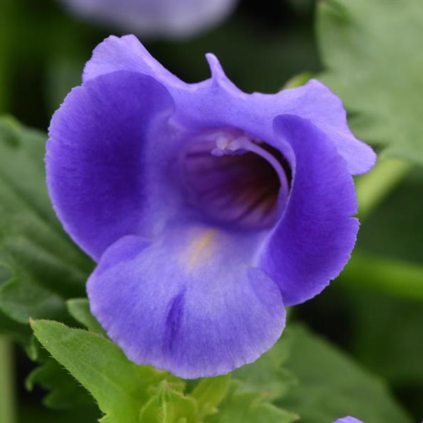 Torenia Summer Wave<sup>®</sup> Large Blue