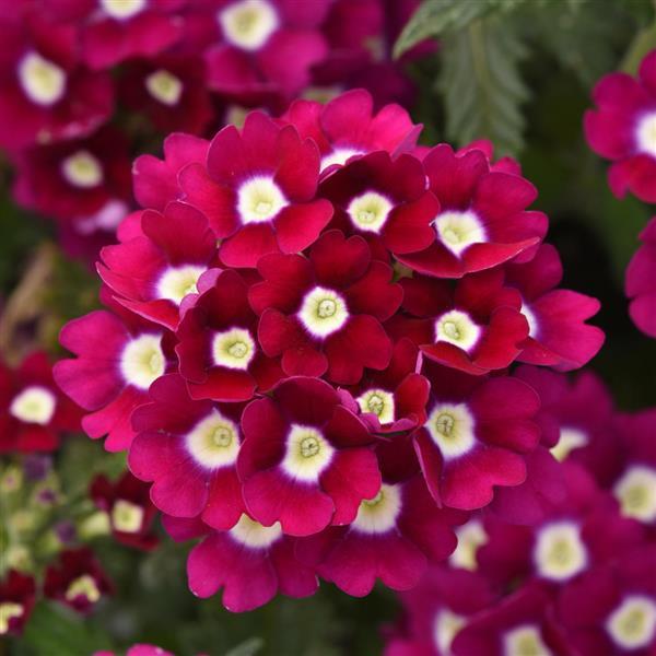 Verbena Wink Burgundy
