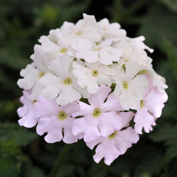 Verbena EnduraScape™ White Blush