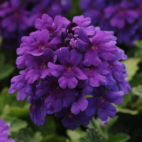 Verbena EnduraScape™ Dark Purple
